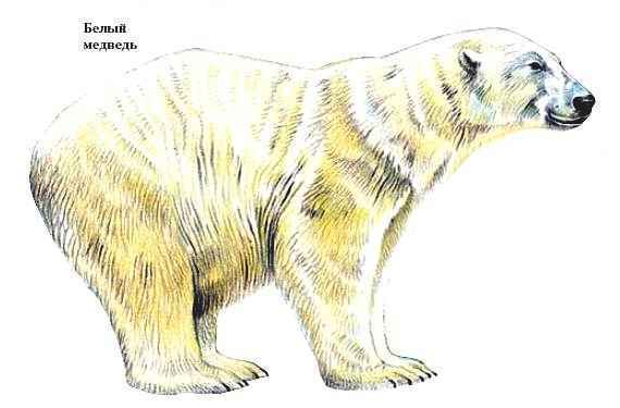 Энциклопедия «Биология» (с иллюстрациями) - be_028.jpg