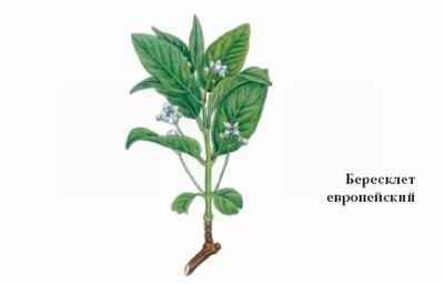 Энциклопедия «Биология» (с иллюстрациями) - be_029.jpg