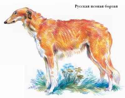 Энциклопедия «Биология» (с иллюстрациями) - be_041.jpg