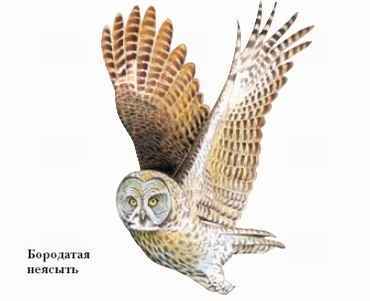 Энциклопедия «Биология» (с иллюстрациями) - be_042.jpg