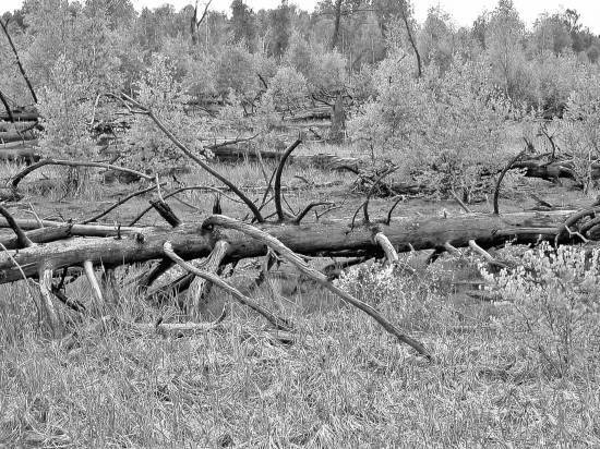 Чернобыль. Реальный мир - _01_photo.jpg