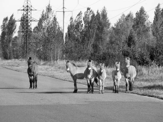 Чернобыль. Реальный мир - _05_photo.jpg