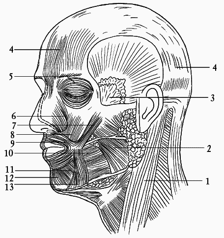 Массаж головы и ушных раковин – путь к здоровью и долголетию - i_001.png