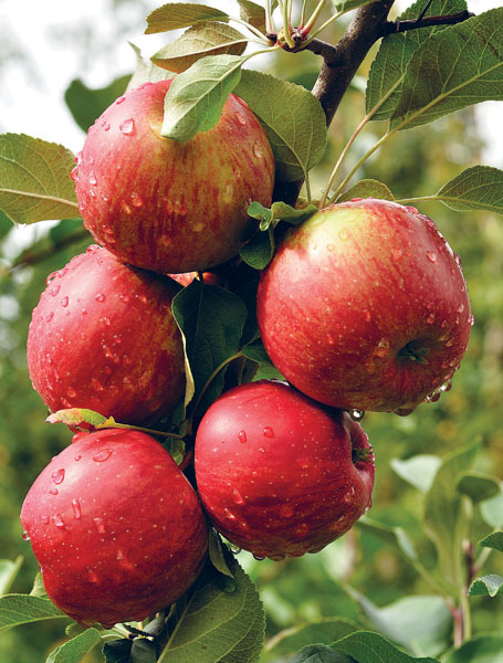 Яблони и груши: секреты урожая от Октябрины Ганичкиной - _04.jpg