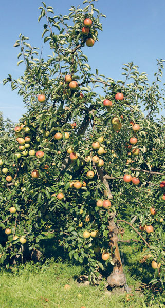 Яблони и груши: секреты урожая от Октябрины Ганичкиной - _05.jpg