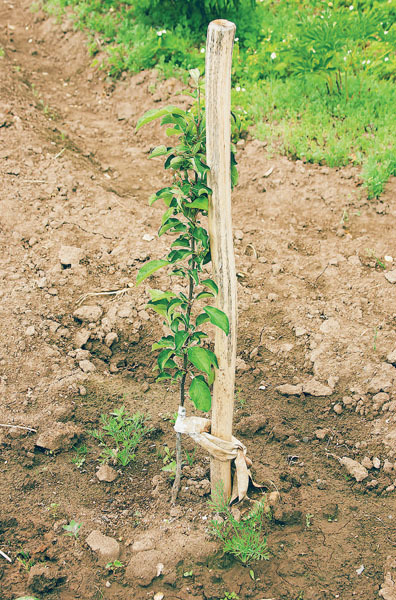 Яблони и груши: секреты урожая от Октябрины Ганичкиной - _08.jpg