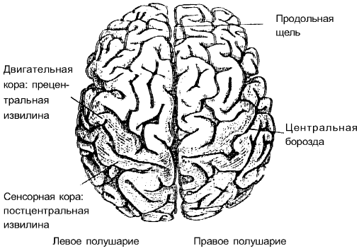 Настольная книга логопеда - i_004.png