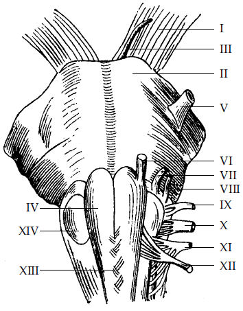 Настольная книга логопеда - i_010.png