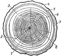 Строение, характеристика и свойства древесины - _01.png