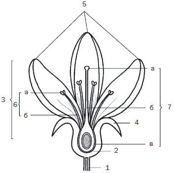 Всё о семенах овощных культур - i_003.png