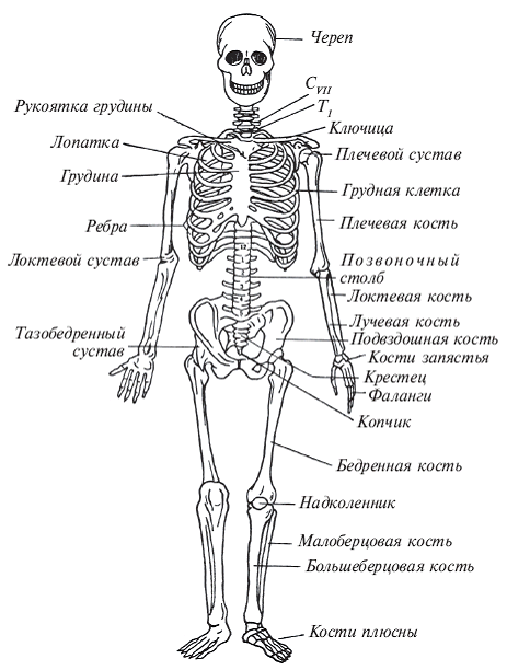 Здоровье на кончиках пальцев - pic_1.png