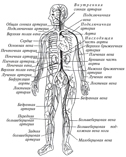 Здоровье на кончиках пальцев - pic_2.png