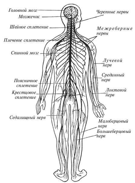 Здоровье на кончиках пальцев - pic_5.png