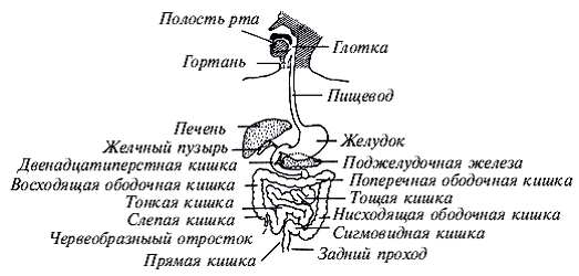 Здоровье на кончиках пальцев - pic_19.png