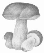 Соление грибов. Заготавливаем грибы впрок - i_001.jpg