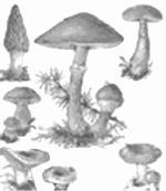 Соление грибов. Заготавливаем грибы впрок - i_002.jpg