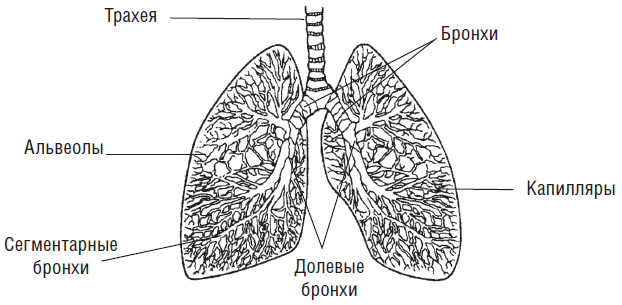 Классики оздоровительного дыхания. Полная энциклопедия - i_001.png