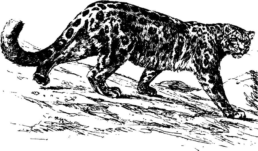 Я познаю мир. Живая природа от А до Я - image66.png