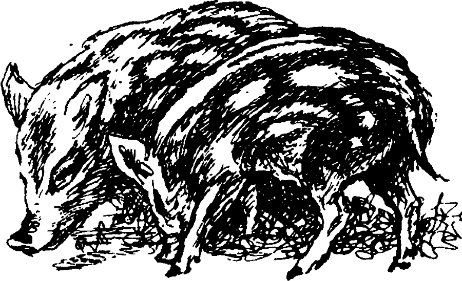 Я познаю мир. Живая природа от А до Я - image68.png