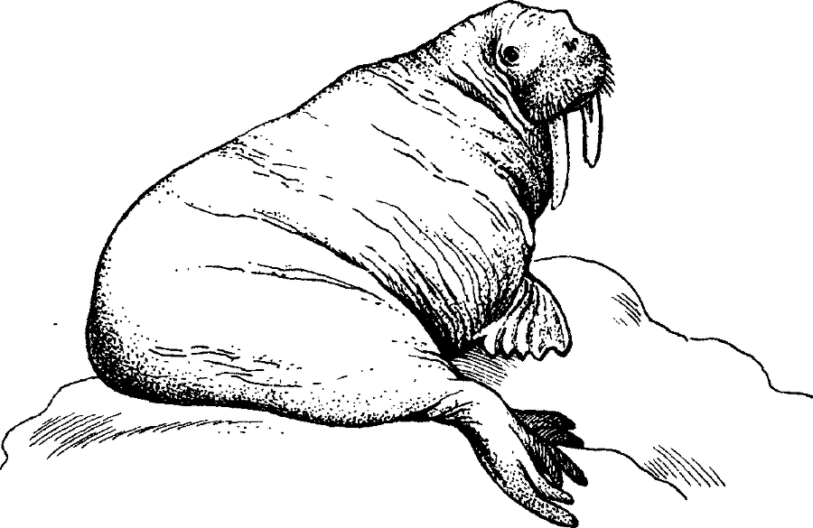 Я познаю мир. Живая природа от А до Я - image115.png