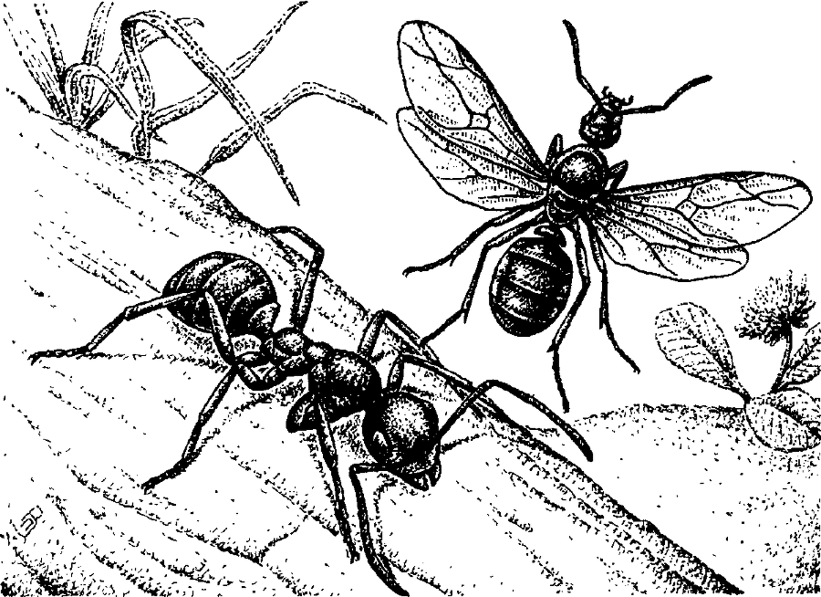 Я познаю мир. Живая природа от А до Я - image116.png