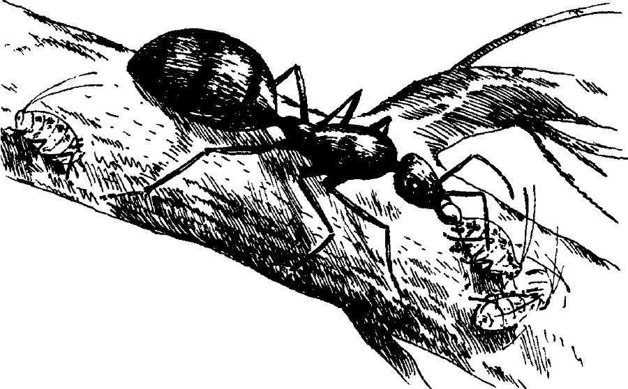 Я познаю мир. Живая природа от А до Я - image117.png