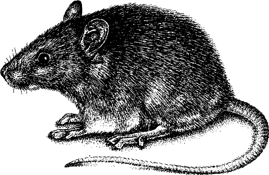 Я познаю мир. Живая природа от А до Я - image118.png