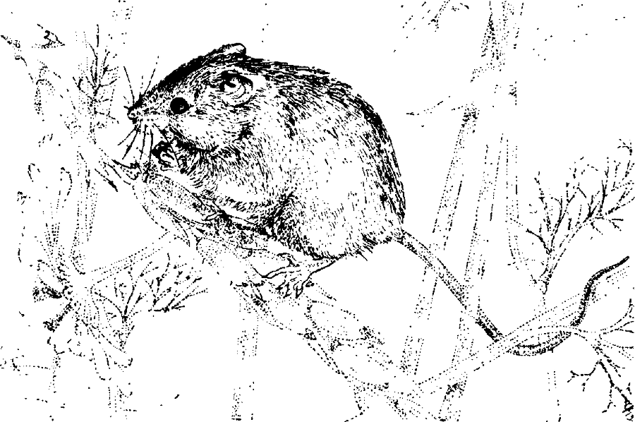 Я познаю мир. Живая природа от А до Я - image119.png