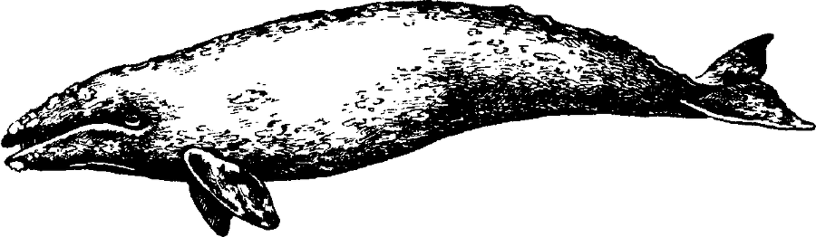 Я познаю мир. Живая природа от А до Я - image162.png