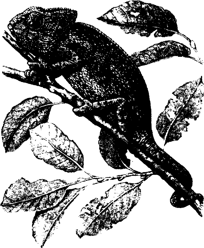 Я познаю мир. Живая природа от А до Я - image207.png