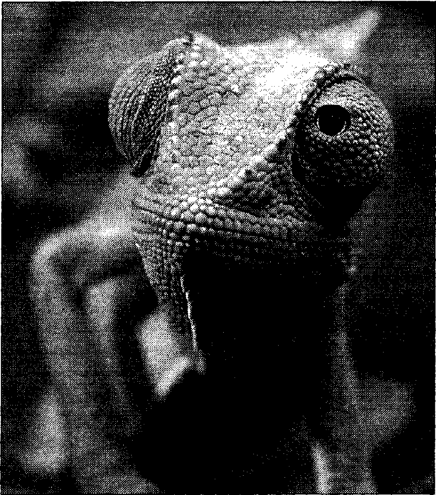 Я познаю мир. Живая природа от А до Я - image208.png