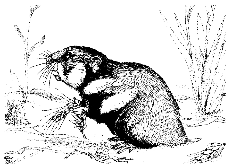 Я познаю мир. Живая природа от А до Я - image210.png