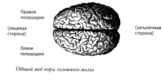 Мой инсульт был мне наукой. История собственной болезни, рассказанная нейробиологом - _102991.png