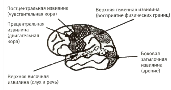 Мой инсульт был мне наукой. История собственной болезни, рассказанная нейробиологом - _103002.png