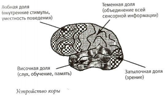 Мой инсульт был мне наукой. История собственной болезни, рассказанная нейробиологом - _103007.png