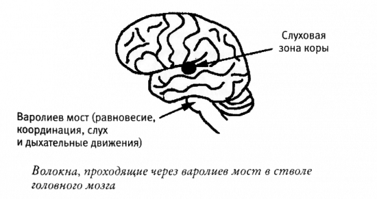 Мой инсульт был мне наукой. История собственной болезни, рассказанная нейробиологом - _121263.png