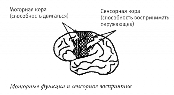 Мой инсульт был мне наукой. История собственной болезни, рассказанная нейробиологом - _121304.png