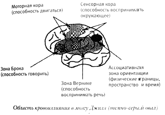 Мой инсульт был мне наукой. История собственной болезни, рассказанная нейробиологом - _121318.png