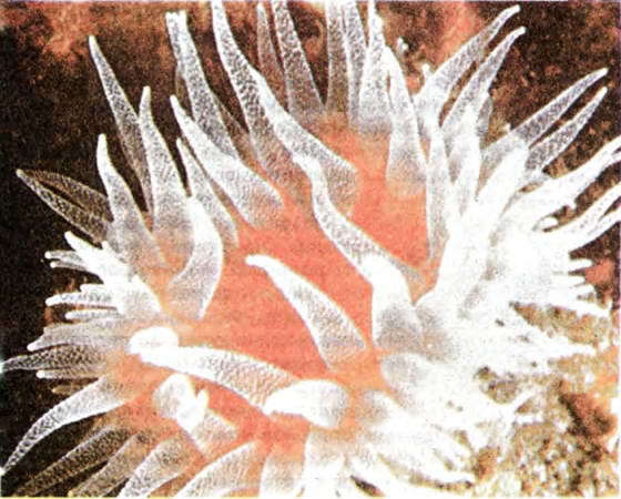 Мир океана. Море живет - i_025.jpg