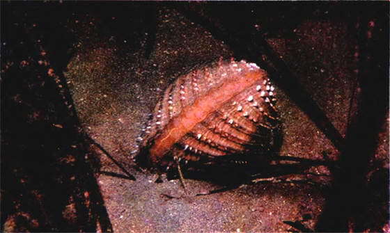 Мир океана. Море живет - i_043.jpg