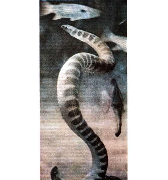 Мир океана. Море живет - i_087.jpg