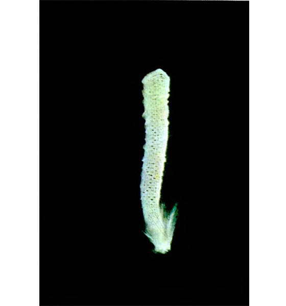 Мир океана. Море живет - i_122.jpg