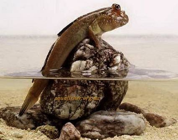 Этот загадочный подводный мир (СИ) - korkosh_130.jpg