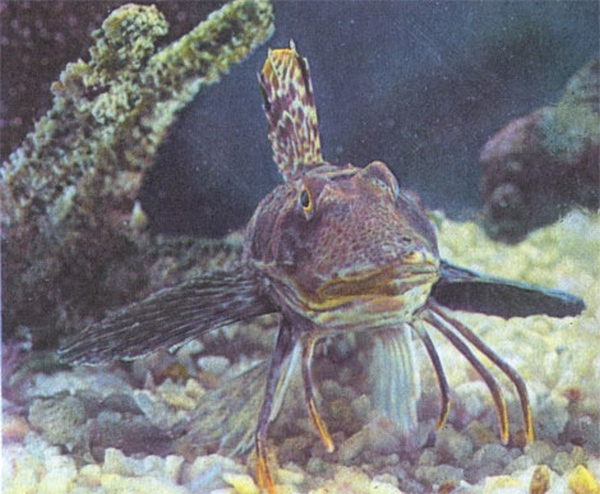 Этот загадочный подводный мир (СИ) - korkosh_140.jpg