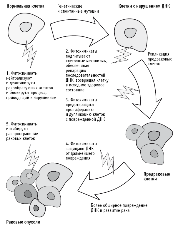 Питание как основа здоровья. Самый простой и естественный способ за 6 недель восстановить силы организма и сбросить лишний вес - i_021.png