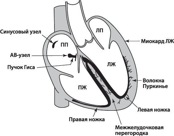 О чем расскажет ЭКГ - _3.png