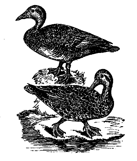 Том 5. Записки ружейного охотника - i_021.png