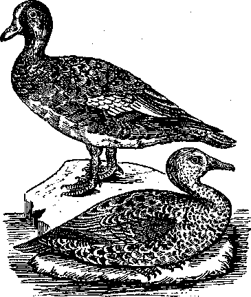 Том 5. Записки ружейного охотника - i_022.png