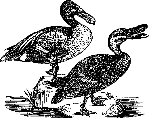 Том 5. Записки ружейного охотника - i_023.png