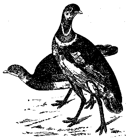 Том 5. Записки ружейного охотника - i_031.png